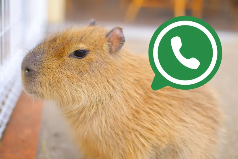 Sorprende a tus contactos de WhatsApp al activar el creativo modo Capibara con unos sencillos pasos. Foto: Canva