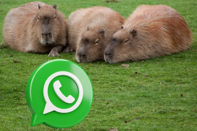 El divertido modo Capibara ya está disponible en WhatsApp gracias a un sencillo cambio de launcher. Foto: Canva