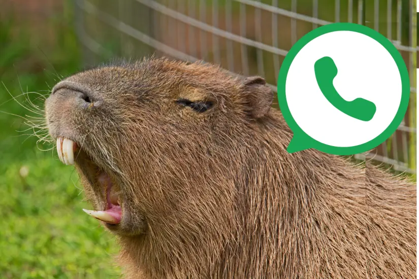 Personaliza tu WhatsApp y sorprende a tus amigos activando el divertido modo Capibara con un launcher. Foto: Canva