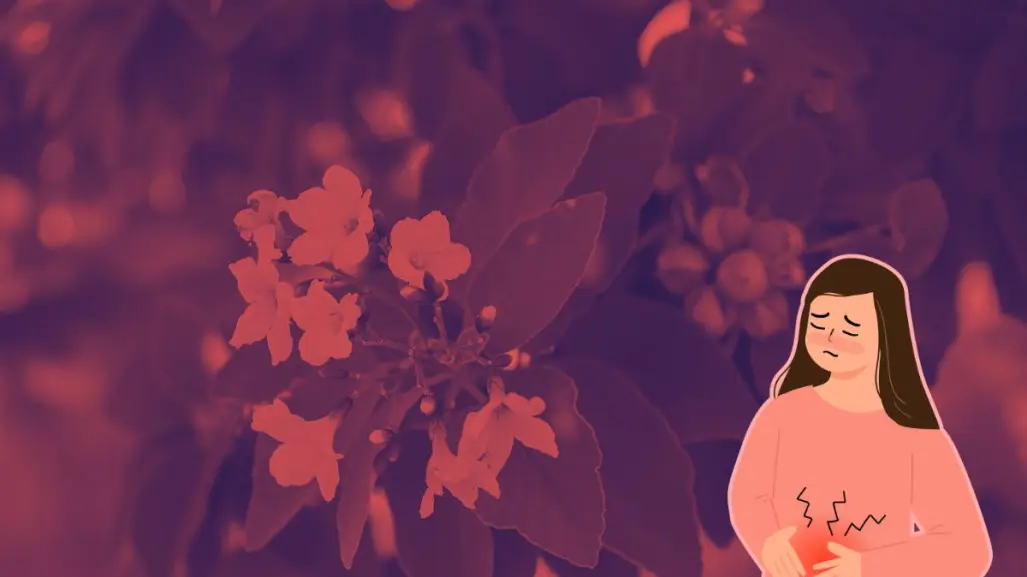 Este es el árbol nativo de Nuevo León que puede ayudarte con tus problemas menstruales
