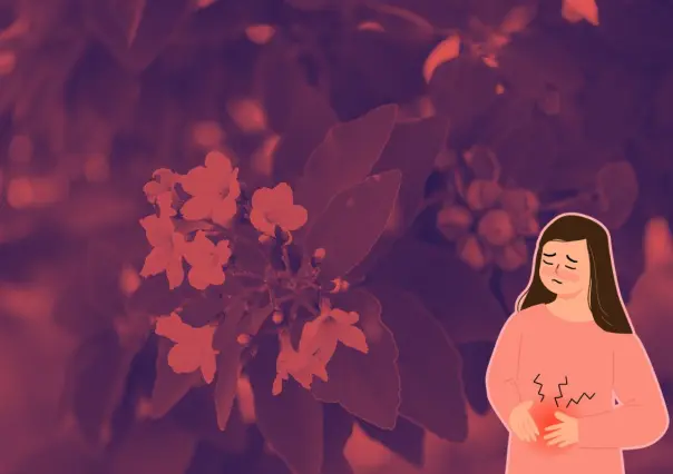 Este es el árbol nativo de Nuevo León que puede ayudarte con tus problemas menstruales