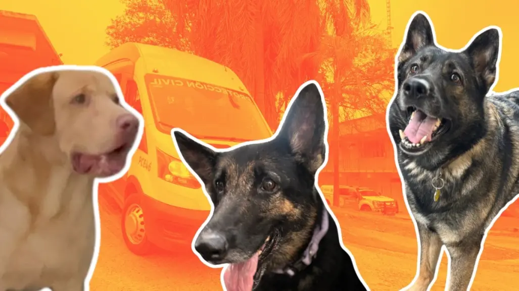 Protección Civil Nuevo León y manada K9, rumbo a certificación en Estados Unidos