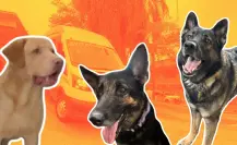 Protección Civil Nuevo León y manada K9, rumbo a certificación en Estados Unidos