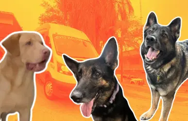Protección Civil Nuevo León y manada K9, rumbo a certificación en Estados Unidos