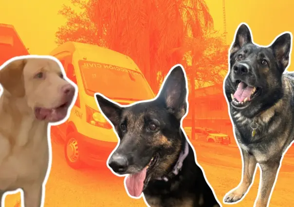 Protección Civil Nuevo León y manada K9, rumbo a certificación en Estados Unidos