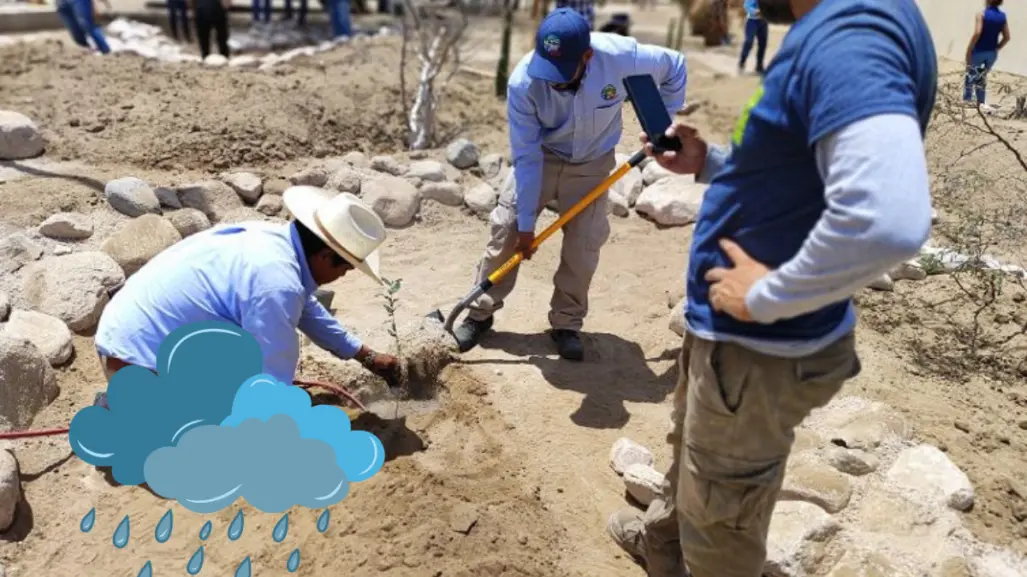 Instalan un jardín de lluvia en la UABCS, ¿de qué se trata?