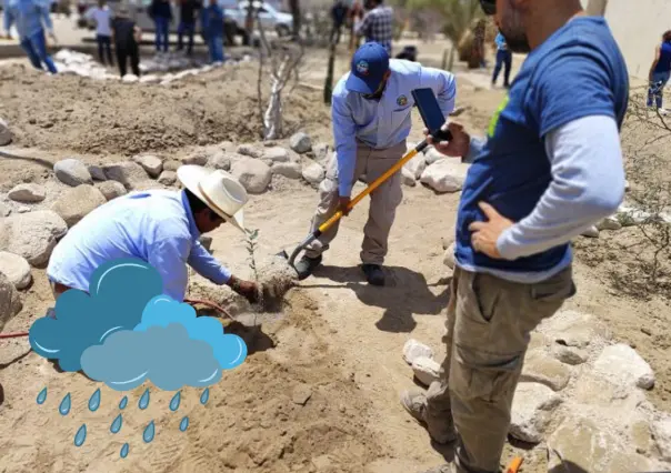 Instalan un jardín de lluvia en la UABCS, ¿de qué se trata?