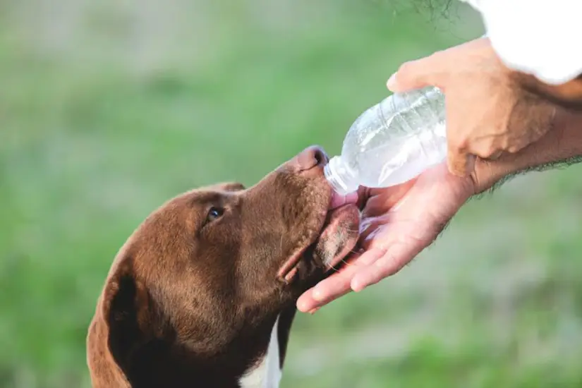 Entre ellas el agua de coco es un buen suero para hidratar a las mascotas | Foto: Freepik