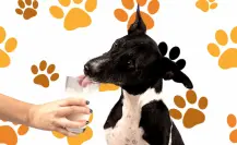 3 bebidas para mantener hidratada a tu mascota por el calor extremo en Tamaulipas