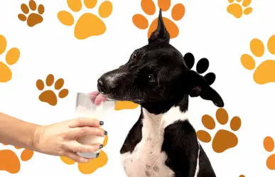 3 bebidas para mantener hidratada a tu mascota por el calor extremo en Tamaulipas