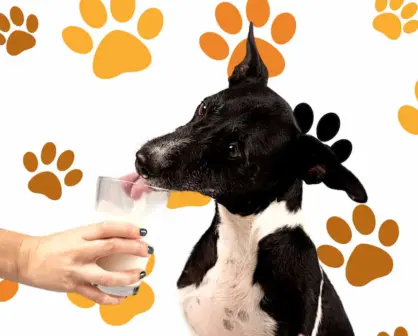 3 bebidas para mantener hidratada a tu mascota por el calor extremo en Tamaulipas