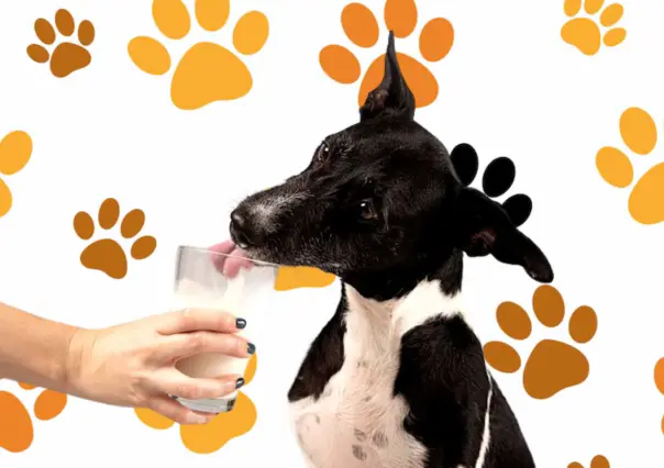3 bebidas para mantener hidratada a tu mascota por el calor extremo en Tamaulipas
