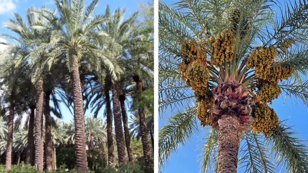 ¿Palmas en el desierto? Esta es la especie nativa de Coahuila