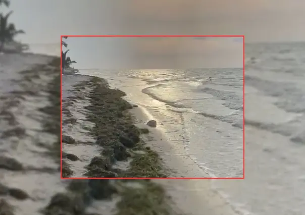 ¿Cómo afecta el sargazo a las costas de Yucatán? Esto se sabe