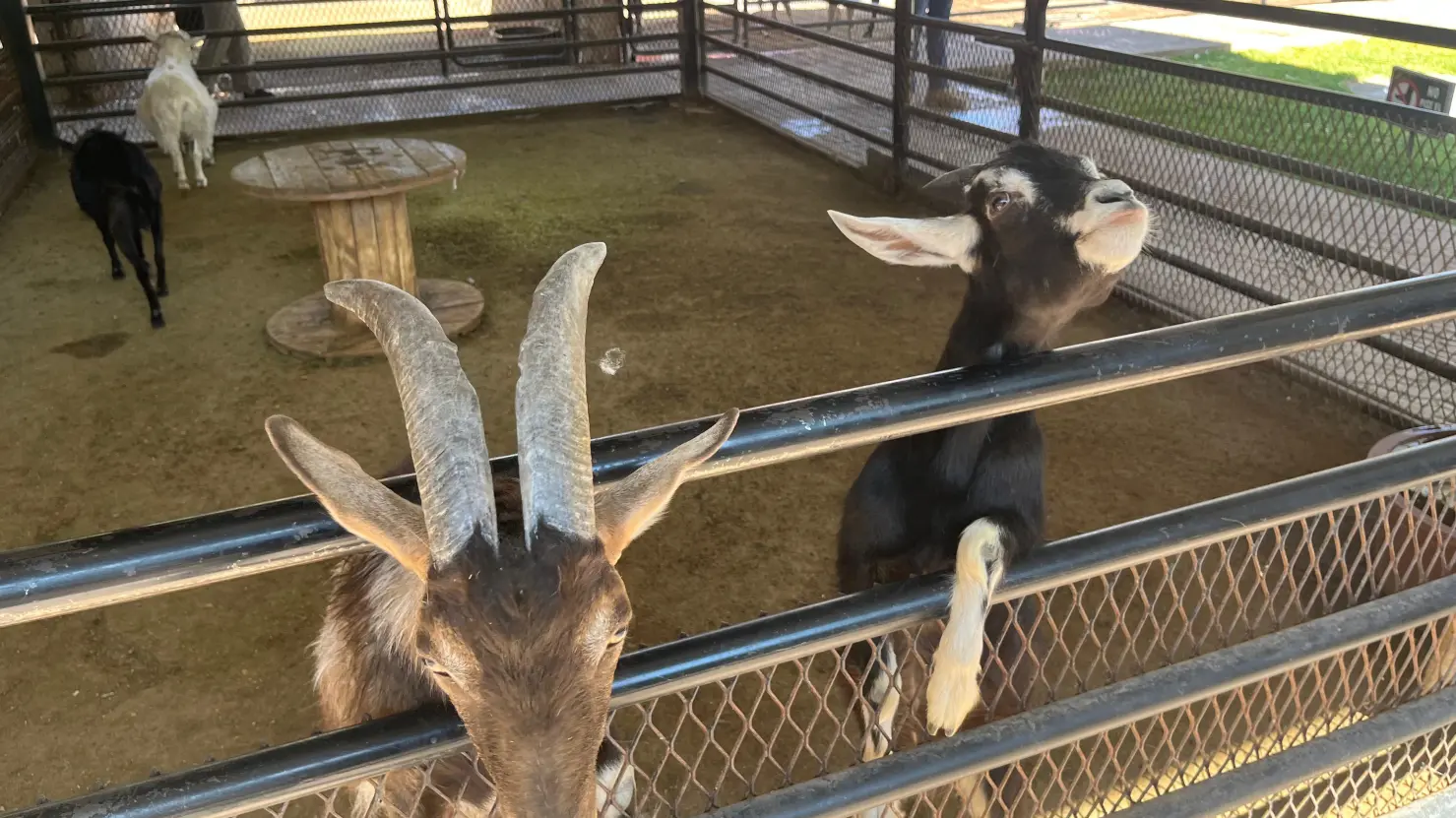 Durango llegó a cifra récord en visitantes del Zoológico Sahuatoba