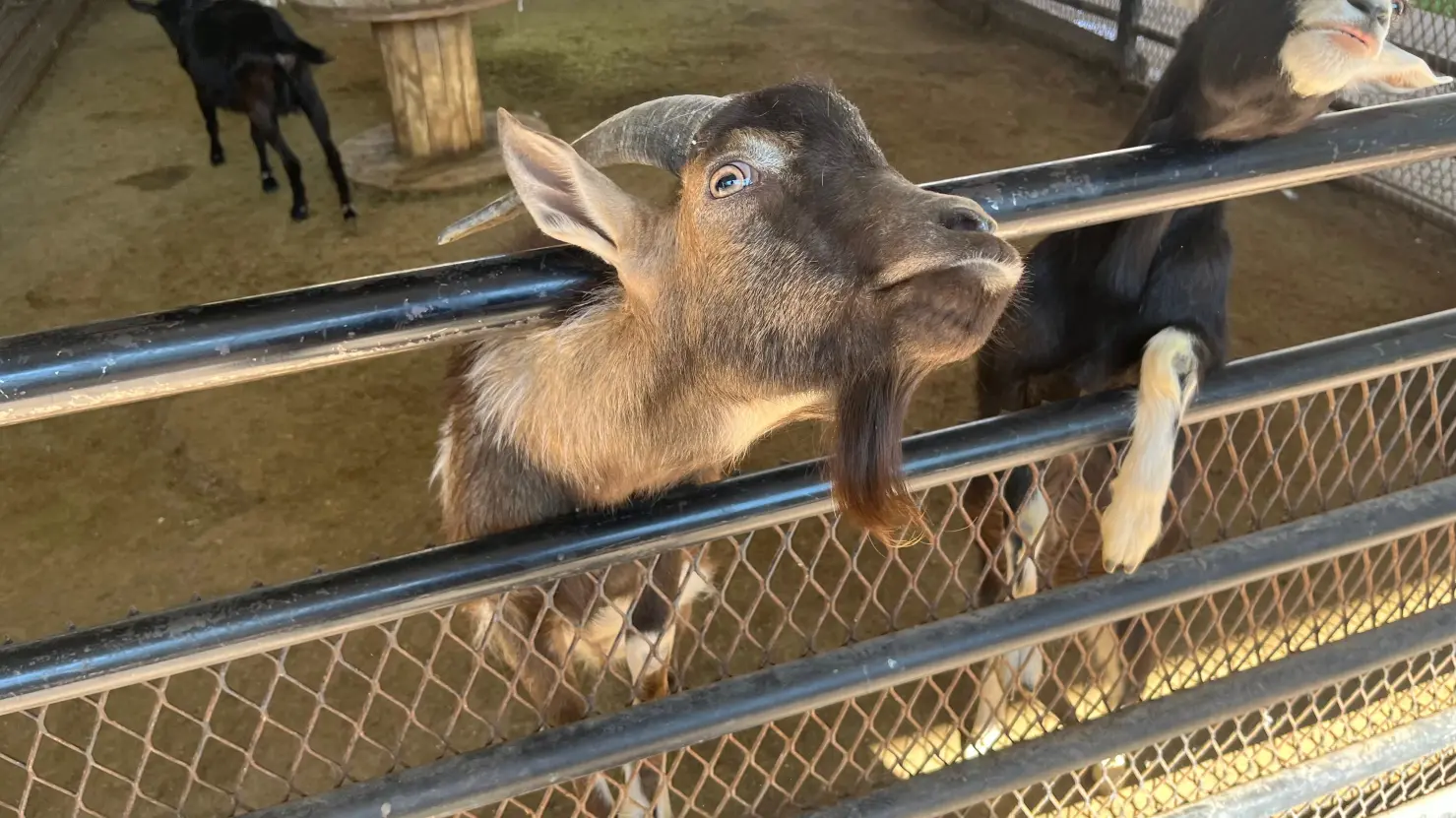 Durango llegó a cifra récord en visitantes del Zoológico Sahuatoba