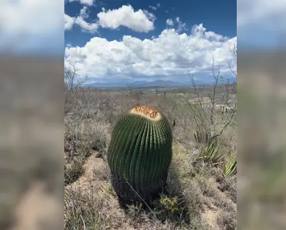 Estos son 3 tipos de cactus en peligro de extinción que aún puedes encontrar en Tamaulipas