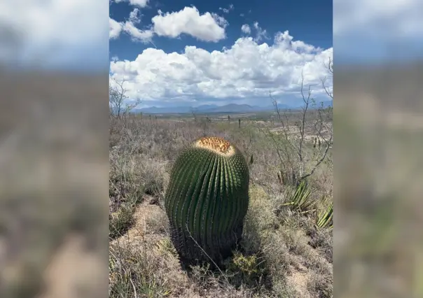 Estos son 3 tipos de cactus en peligro de extinción que aún puedes encontrar en Tamaulipas