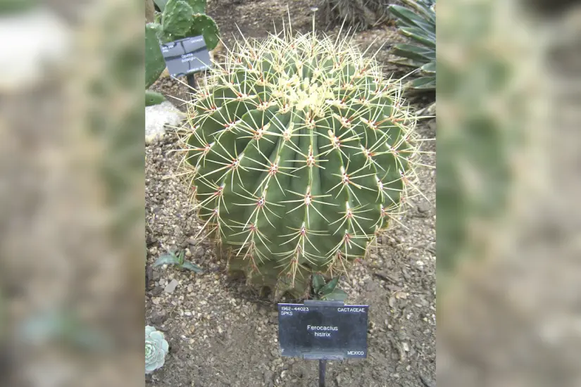 Biznaga barril de acitrón (Ferocactus histrix). Foto: Wikipedia