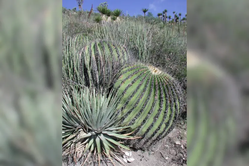 Biznaga burra (Echinocactus platyacanthus). Foto: Wikipedia