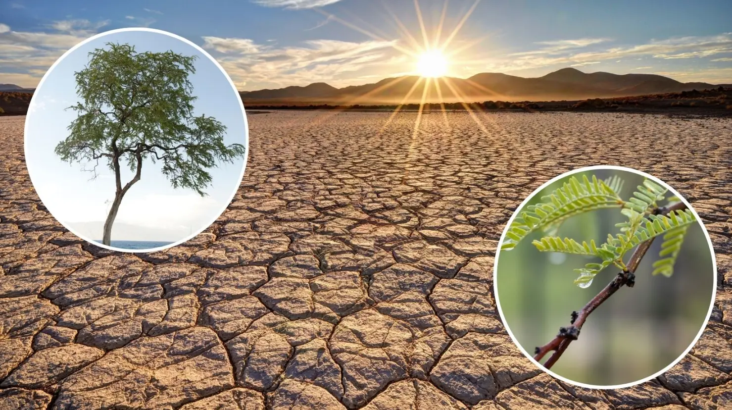 Estos árboles son resistentes a las altas temperaturas. (Fotografía: Canva)