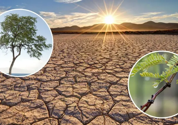 Árboles nativos de Coahuila: Estas son las 5 especies más resistentes al calor