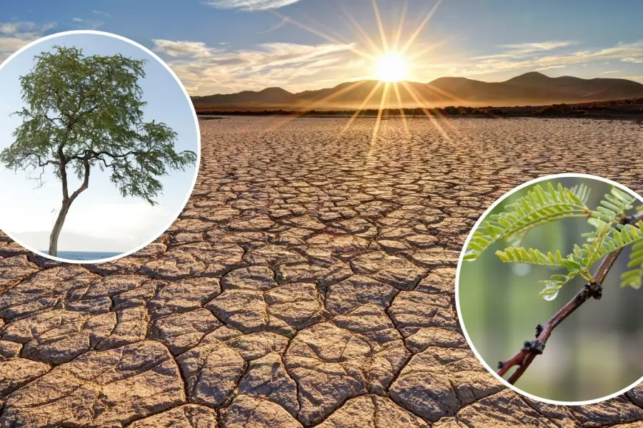 Árboles nativos de Coahuila: Estas son las 5 especies más resistentes al calor