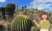 Esta es la planta nativa de Nuevo León que tiene beneficios diuréticos y antioxidantes