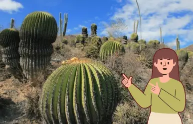 Esta es la planta nativa de Nuevo León que tiene beneficios diuréticos y antioxidantes