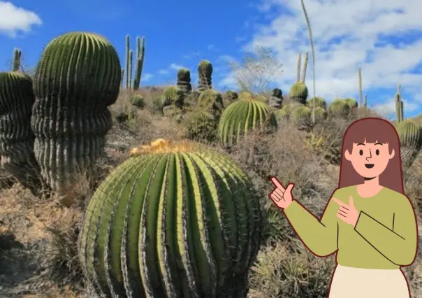 Esta es la planta nativa de Nuevo León que tiene beneficios diuréticos y antioxidantes