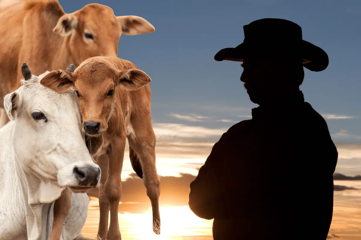 Las calificaciones ganaderas son fundamentales para reconocer la calidad genética y productiva de los animales, así como para impulsar el mejoramiento del hato nacional. Foto: Canva.