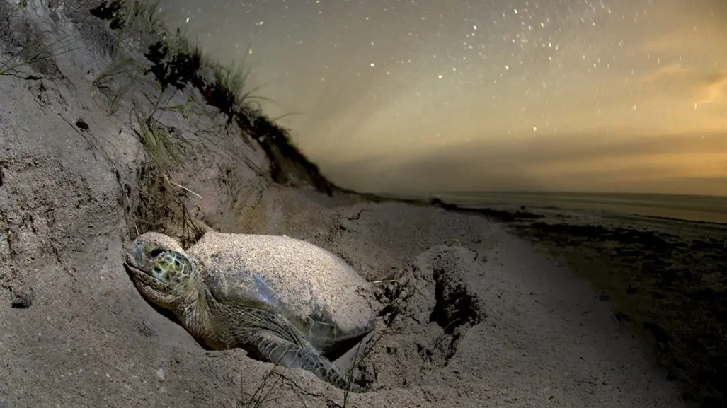 Desmienten atropellamiento de tortuga en playa Miramar, Tamaulipas, y preparan nuevas reglas para proteger su anidación