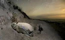 Desmienten atropellamiento de tortuga en playa Miramar, Tamaulipas, y preparan nuevas reglas para proteger su anidación