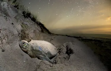 Desmienten atropellamiento de tortuga en playa Miramar, Tamaulipas, y preparan nuevas reglas para proteger su anidación