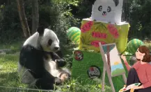 ¡Felices 35 años Xin Xin! CDMX celebra a la panda de Chapultepec con una exposición de dibujo