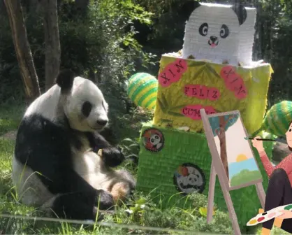 ¡Felices 35 años Xin Xin! CDMX celebra a la panda de Chapultepec con una exposición de dibujo