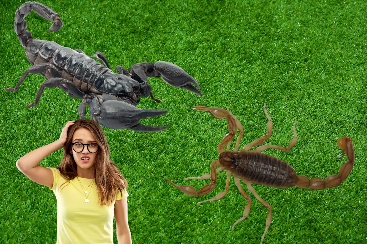 Todos los alacranes tienen un grado de toxicidad. Foto: Especial.