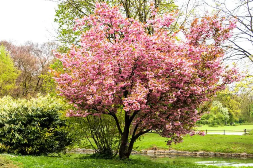 Árbol Palo de Rosa | Foto: Freepik