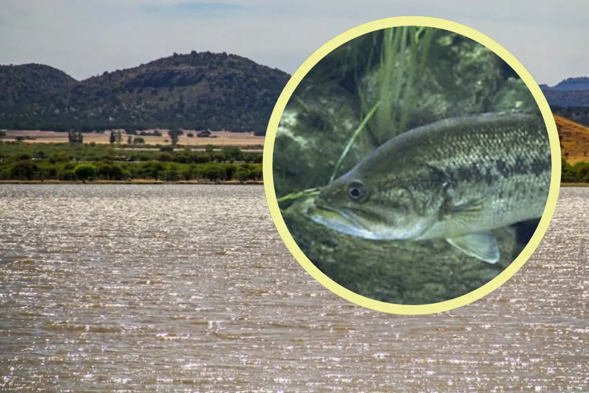Esta especie de pez ayuda a mantener el ecosistema de algunas presas de Durango. Foto: Especial.