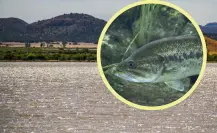 En esta presa de Durango se encuentra un pez carnívoro que ayuda a mantener el ecosistema