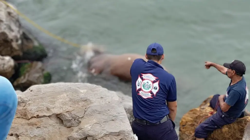 Sorprendente hallazgo de caballo muerto en Las Escolleras de Playa Miramar