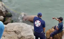 Sorprendente hallazgo de caballo muerto en Las Escolleras de Playa Miramar