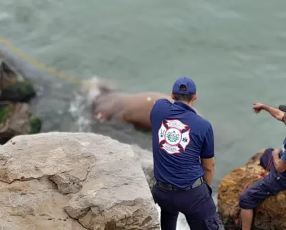 Sorprendente hallazgo de caballo muerto en Las Escolleras de Playa Miramar