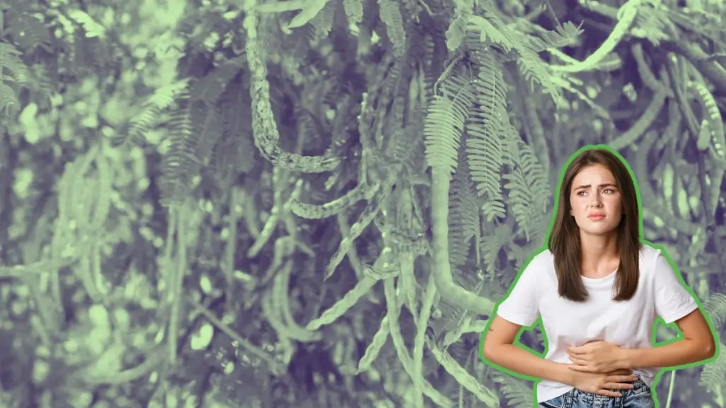 Conoce este árbol nativo de Nuevo León que puedes tratar en los problemas digestivos