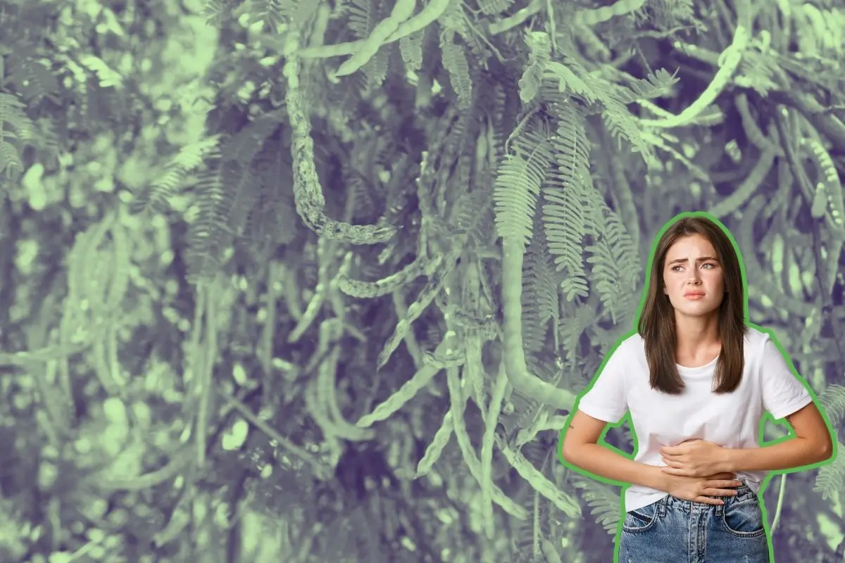 Este árbol nativo es considerado un recurso multifuncional. Foto: Matehuala Cultural / Freepik