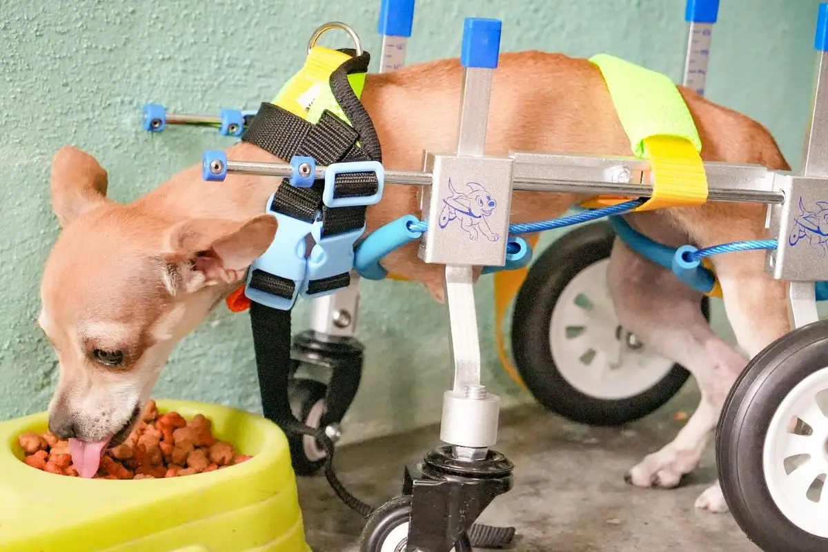 Estrella, perrita chihuahua Foto: facebook Deyanira Martínez