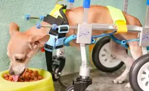 Deyanira Martínez brinda apoyo a Estrella, perrita chihuahua con discapacidad