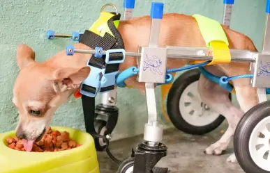 Deyanira Martínez brinda apoyo a Estrella, perrita chihuahua con discapacidad