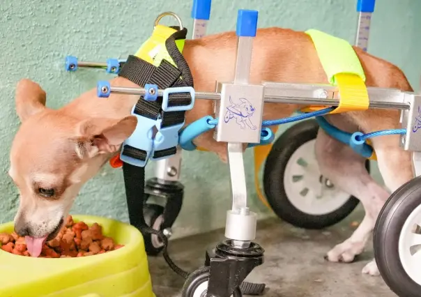 Deyanira Martínez brinda apoyo a Estrella, perrita chihuahua con discapacidad