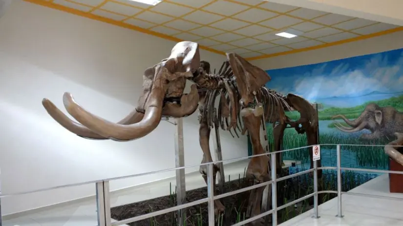 Restos como los del mamut han sido hallados en El Carrizal. Foto: INAH